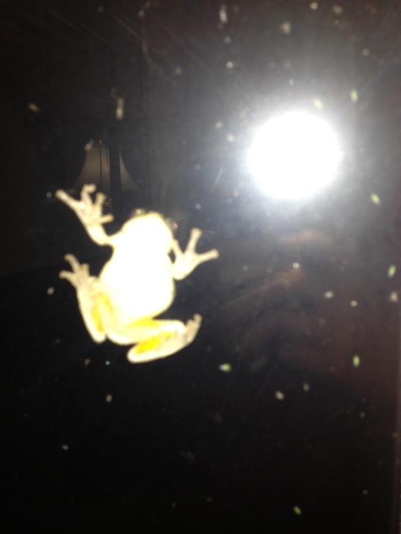 Window Frog