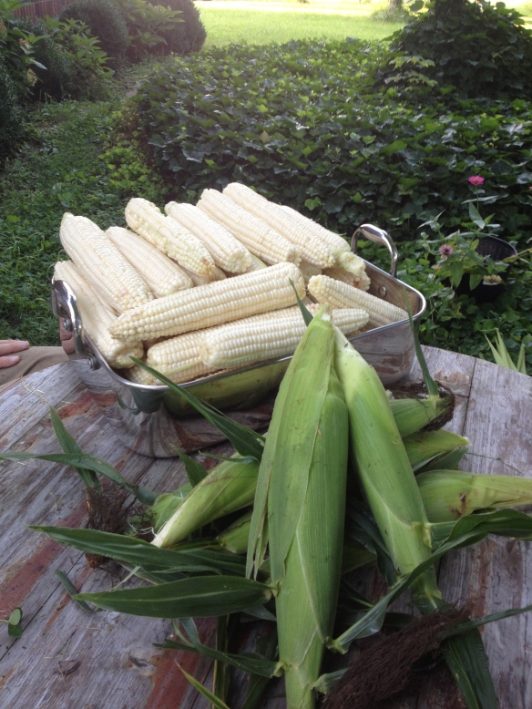 Summer Harvest: Corn